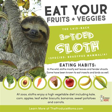 sloths fruits